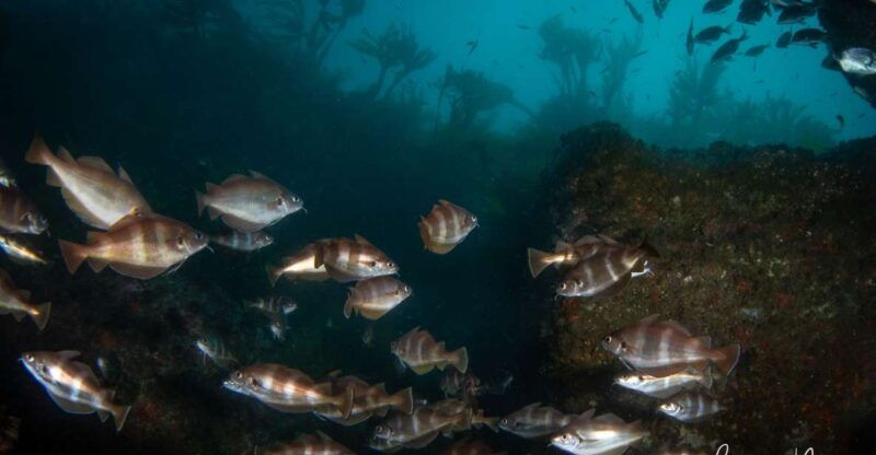 double-scuba-dive-on-a-marine-reserve