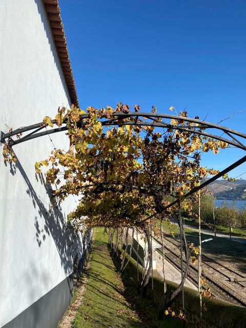 douro-tour-with-train-walking-picnic-and-wines