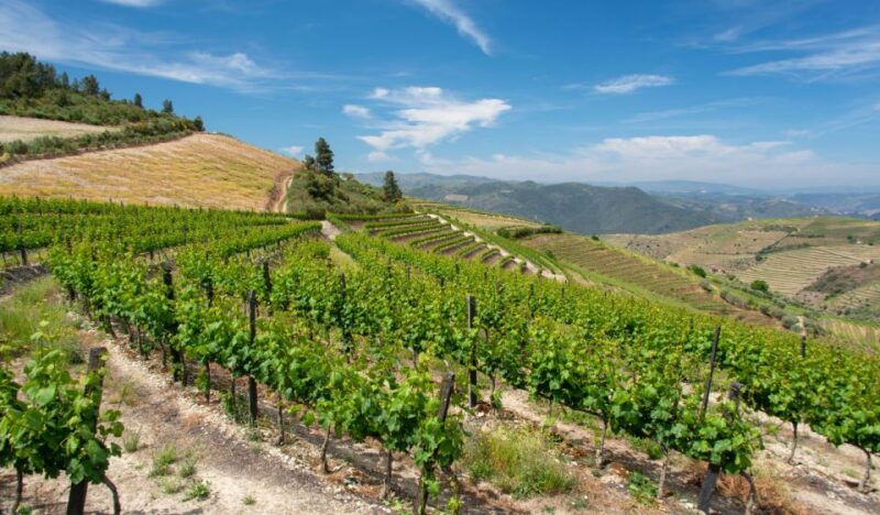 douro-valley-private-tour-with-2-wine-tastings