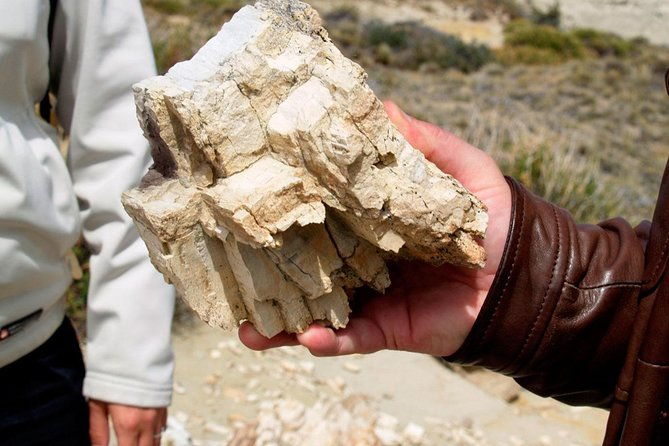 el-calafate-day-trip-to-the-spectacular-petrified-forest-la-leona