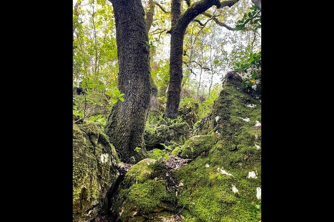 enchanted-forest-hike-and-wine-tasting-private-tour