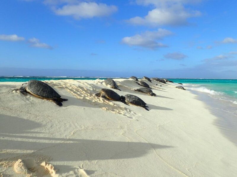 enchanting-small-group-circle-island-tour-of-oahu-paradise