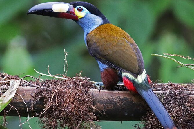 enjoy-the-beauty-of-the-birds-of-the-northwest