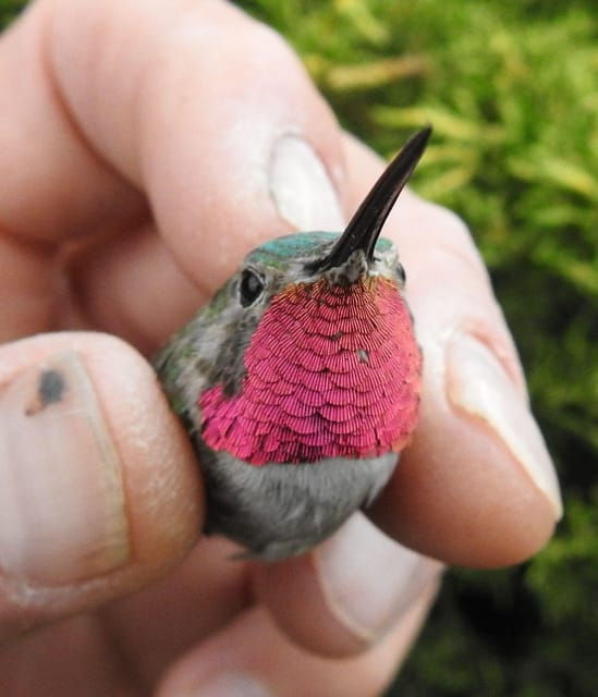 estes-park-birds-of-colorado-speaker-series