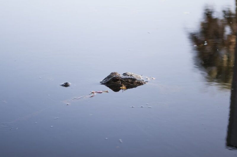 everglades-day-safari-from-fort-lauderdale