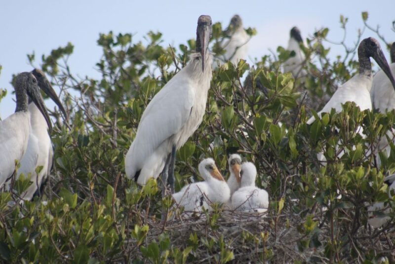 everglades-day-safari-from-sanibel-fort-myers-naples