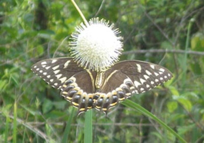 everglades-everglades-alligators-and-orchids-kayak-eco-tour