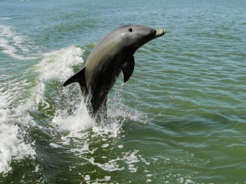 everglades-national-park-2-hour-dolphin-birding-boat-tour