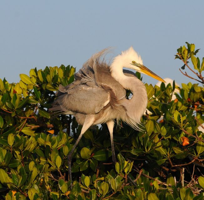 everglades-national-park-3-hour-kayak-eco-tour