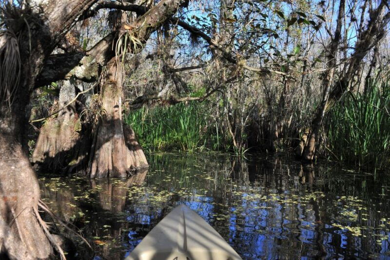 everglades-national-park-mangrove-tunnel-kayak-eco-tour