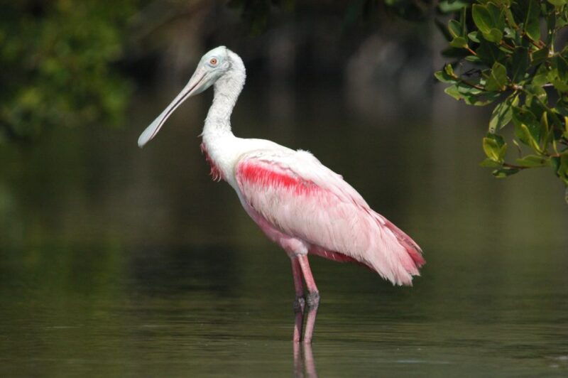 everglades-national-park-private-2-5-hour-photo-safari