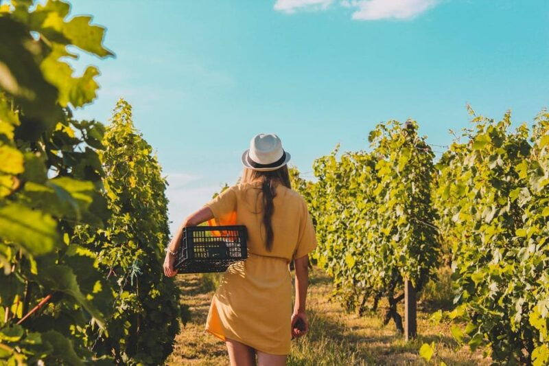 exclusive-wine-tour-sardinian-winery-round-trip-transfer