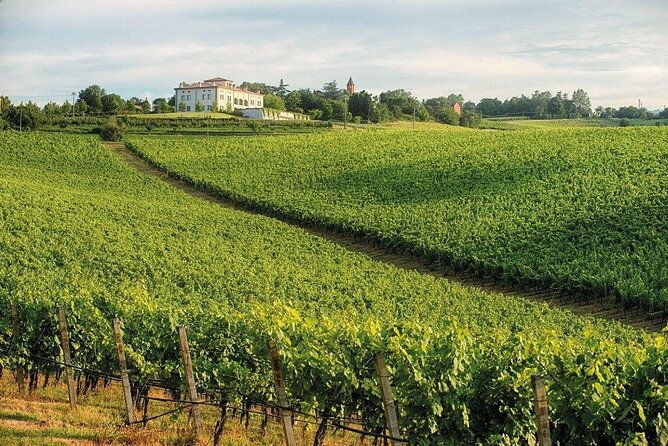 experience-emilian-wines-at-bologna-vineyard-vista