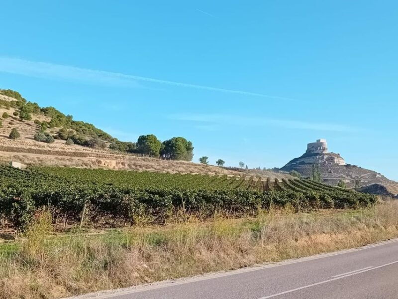 explore-3-ribera-del-duero-wineries-with-madrid-pickup