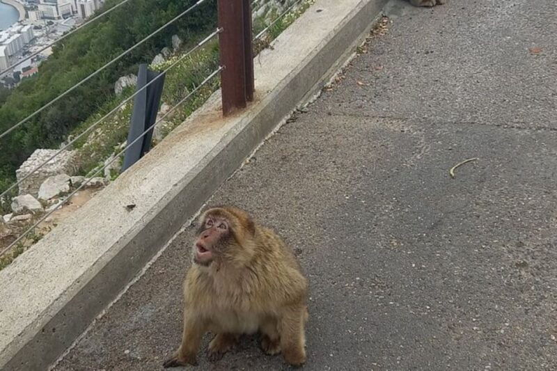 explore-gibraltar-with-a-private-guide-from-malaga