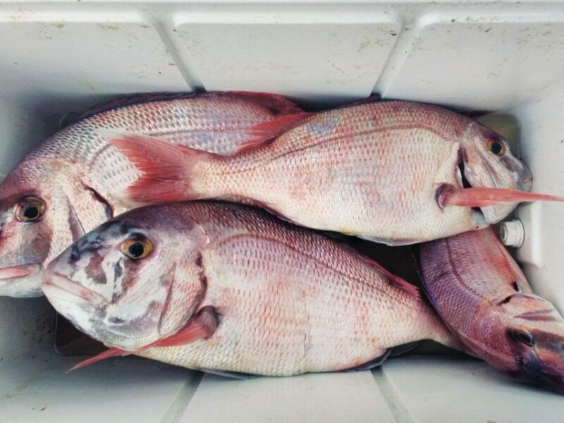 explore-sesimbra-sport-fishing-all-inclusive-half-day-trip