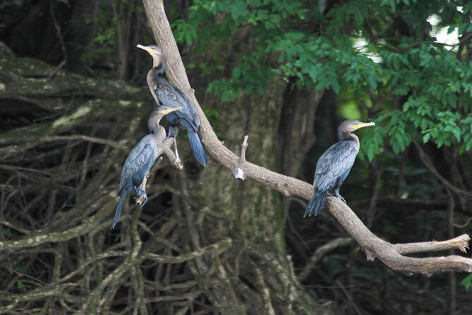 exploring-the-amazon-jungle-3d-2n-at-amazon-mamori-lodge