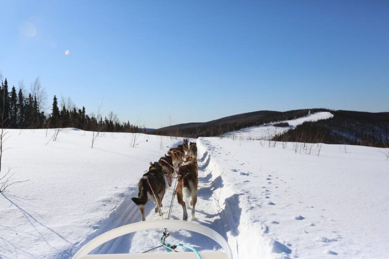 fairbanks-1-hour-alaskan-winter-dog-sledding-adventure