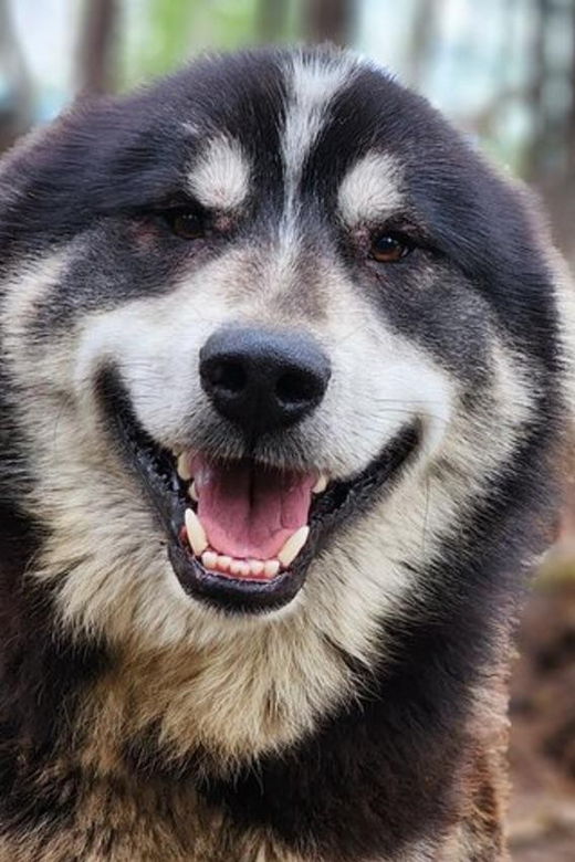 fairbanks-alaskan-summer-sled-dog-adventure