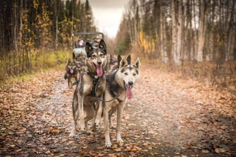 fairbanks-dog-mushing-through-fall-landscapes-on-a-utv