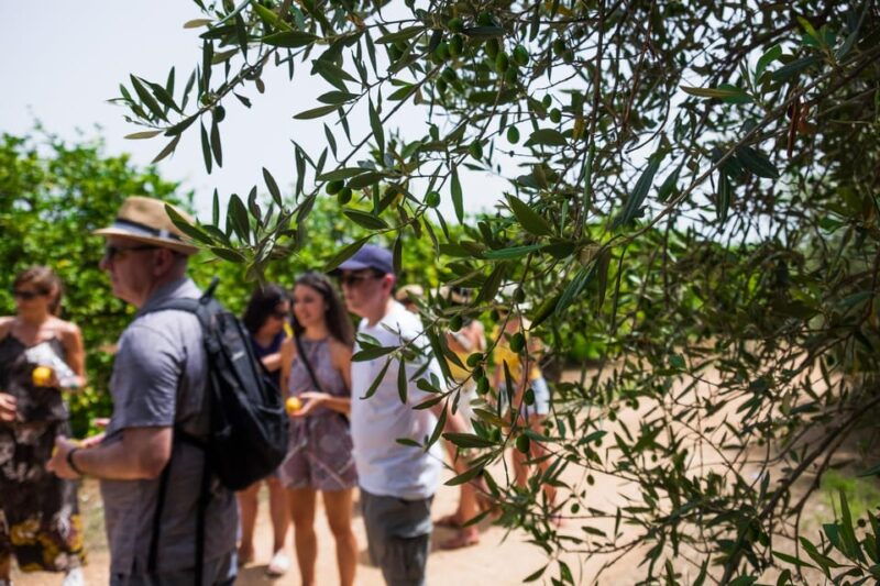 favola-lemon-tour-and-olive-oil-tasting-in-syracuse