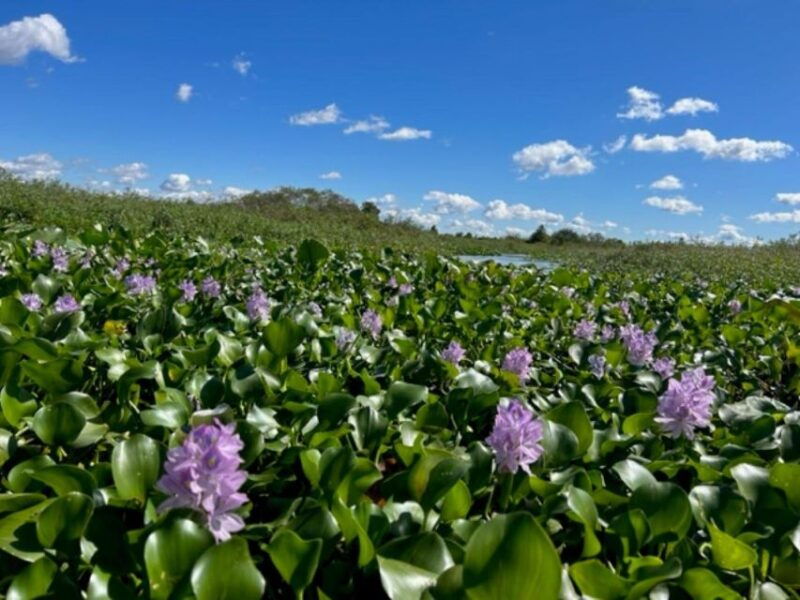 florida-90-minute-everglades-cruise