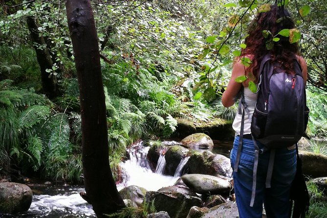 forest-baths-shinrin-yoku-therapeutic-in-celtic-sacred-forests