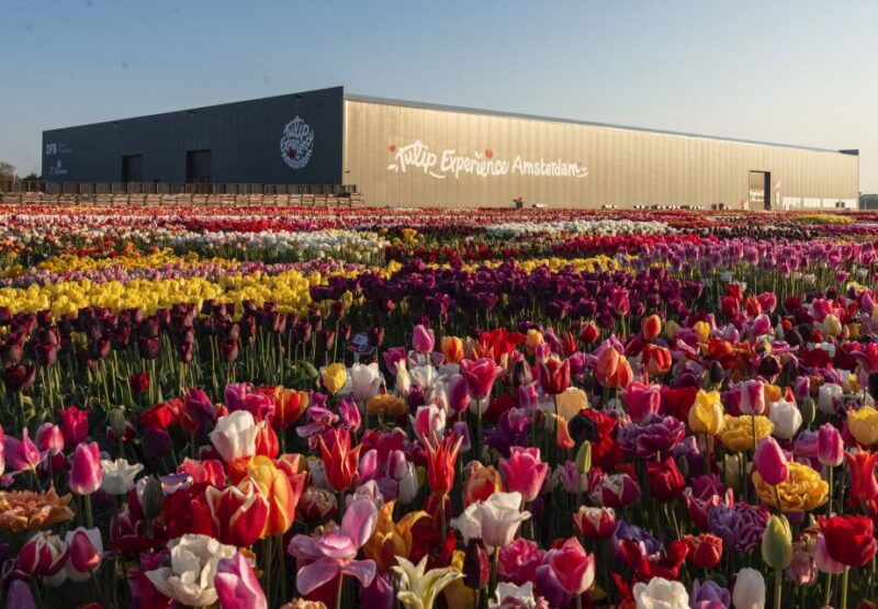 from-amsterdam-private-keukenhof-and-tulip-experience-tour