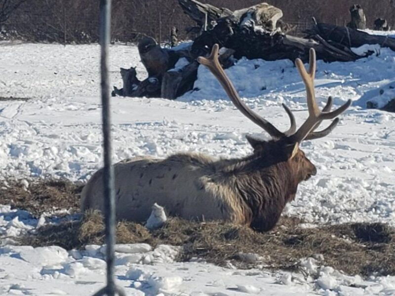 from-anchorage-alaska-wildlife-center-turnagain-arm-tour