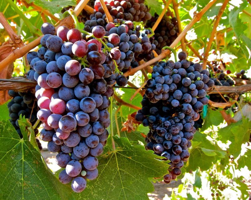 from-atlanta-half-day-wine-country-tour