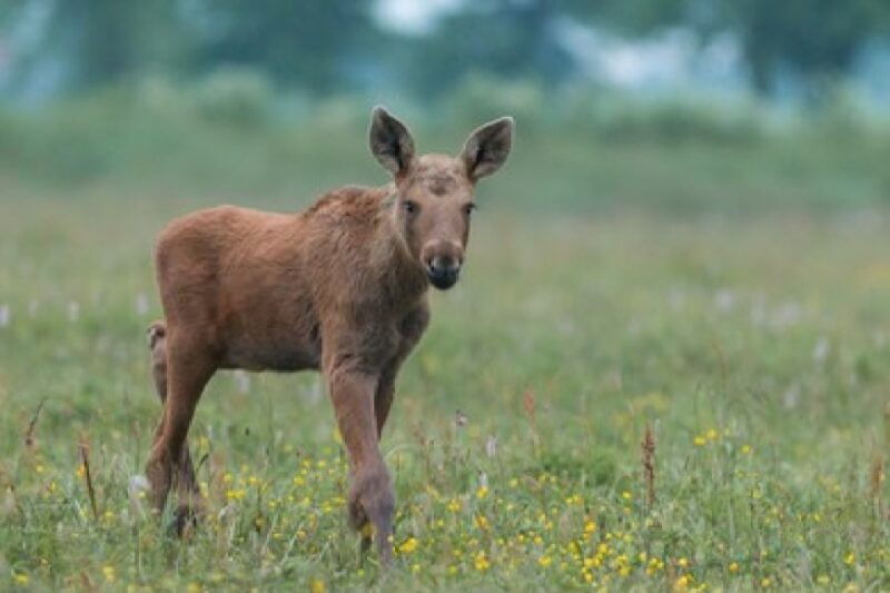 from-jackson-grand-teton-wildlife-scenery-tour-with-lunch