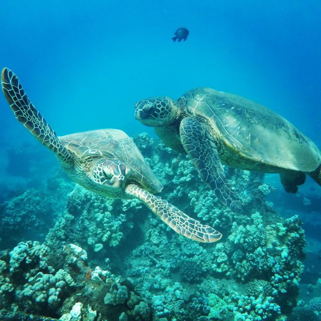 from-kaanapali-afternoon-west-maui-snorkeling-w-drinks
