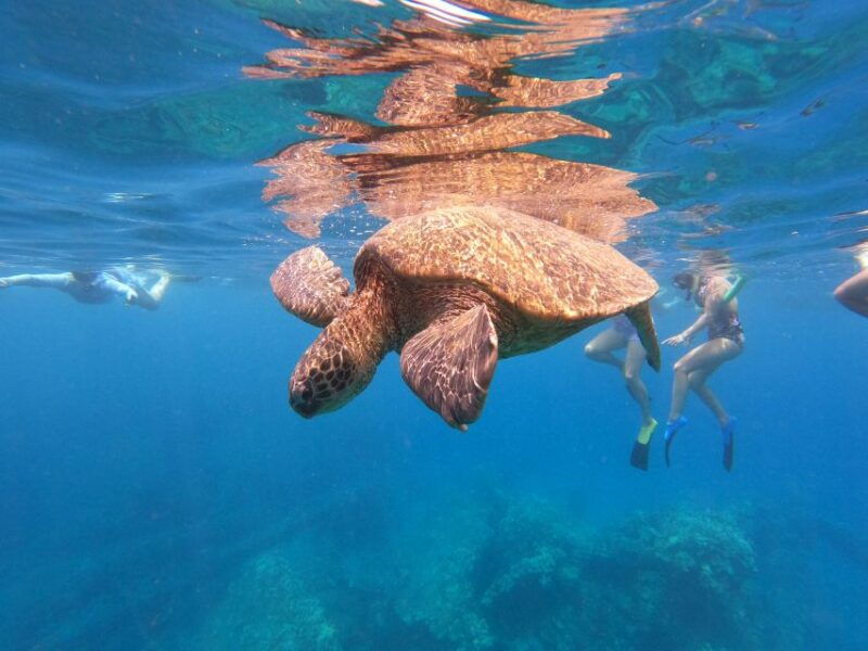 from-kaanapali-west-maui-half-day-snorkel-tour-w-food
