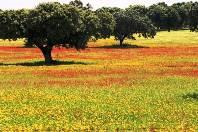 from-lisbon-evora-and-monsaraz-day-tour-with-wine-tasting