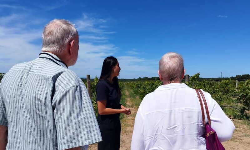 from-lisbon-setubal-arrabida-wine-tour-with-lunch