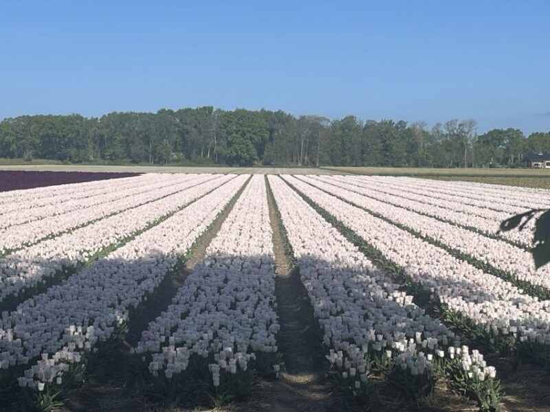from-lisse-keukenhof-flower-fields-bike-tour