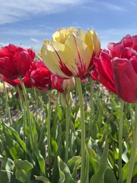 from-lisse-landrover-tour-around-keukenhof-flower-fields