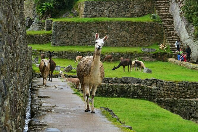 from-machupicchu-entrance-bus-and-guide-private