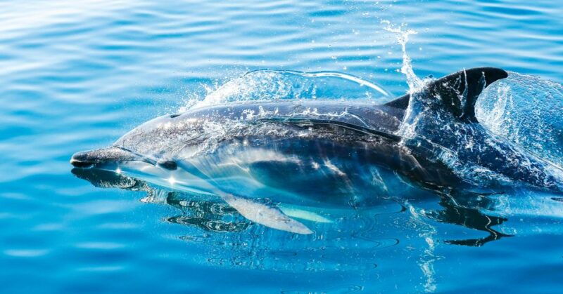 from-malaga-day-trip-to-gibraltar-and-dolphin-boat-tour