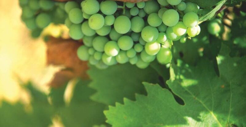 from-marbella-axarquia-wine-tour-with-wine-pairing-lunch