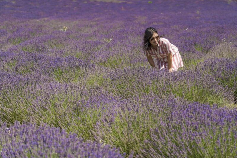 from-marseille-valensole-lavender-full-day-tour