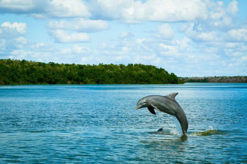 from-miami-everglades-tour-w-wet-walk-boat-trips-lunch