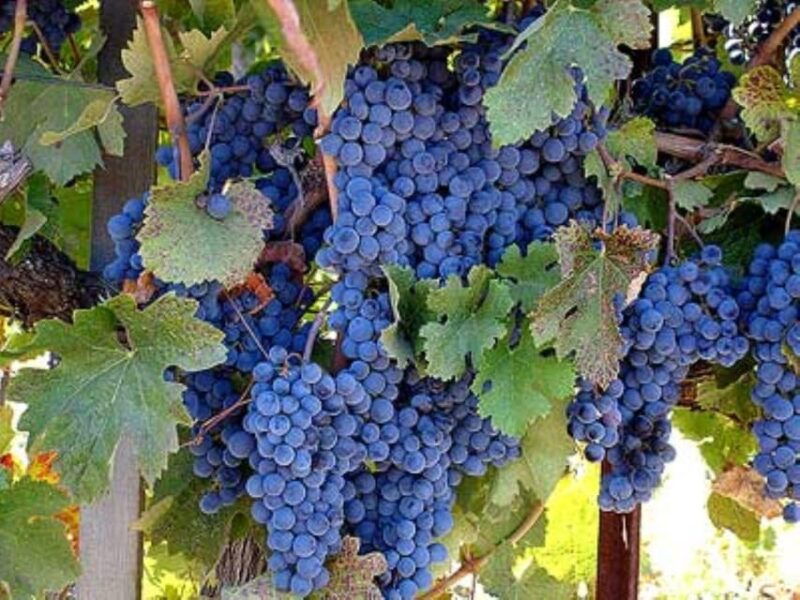 from-napa-wine-tasting-tour-with-benzigers-wine-wonderland