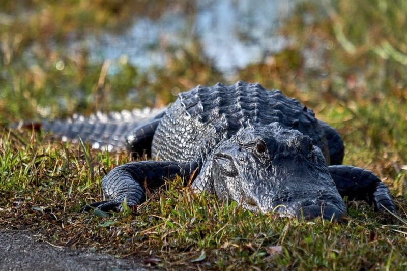 from-naples-10000-islands-boat-trip-everglades-walk