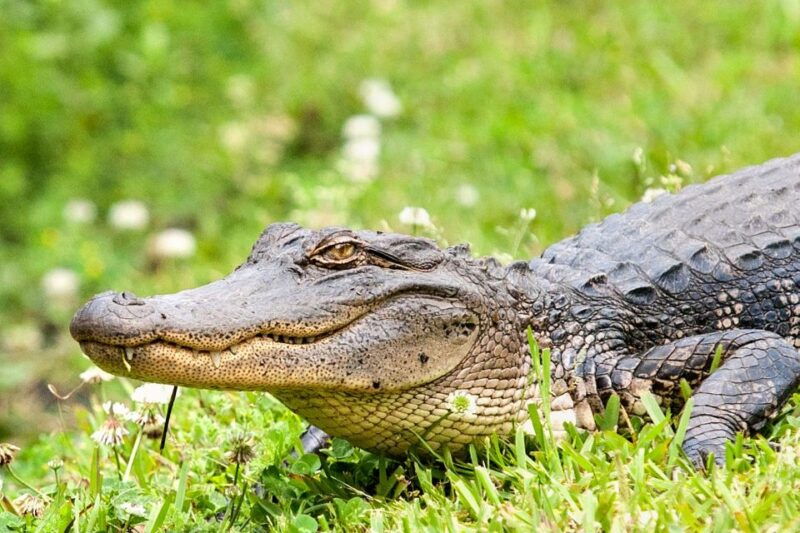 from-new-orleans-airboat-adventure-tour-with-transport