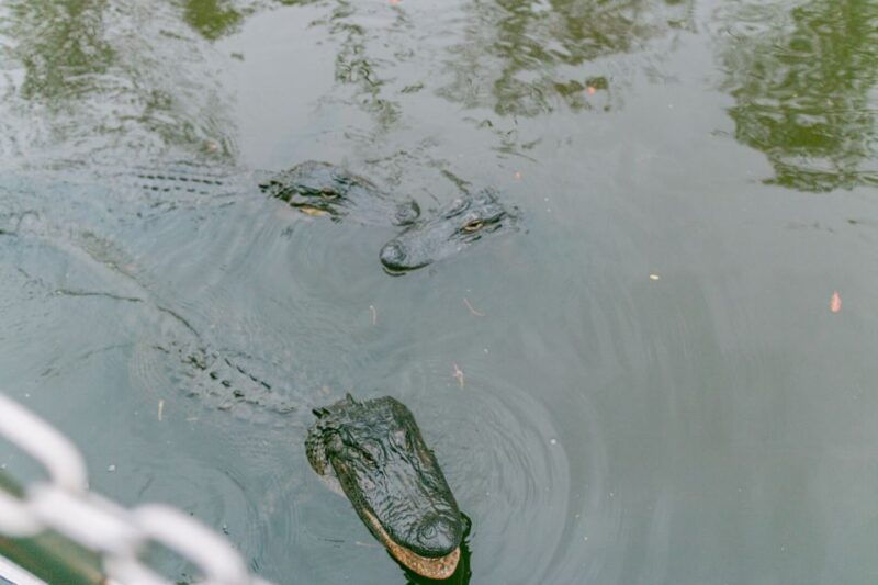 from-new-orleans-swamp-airboat-2-plantation-tours-lunch