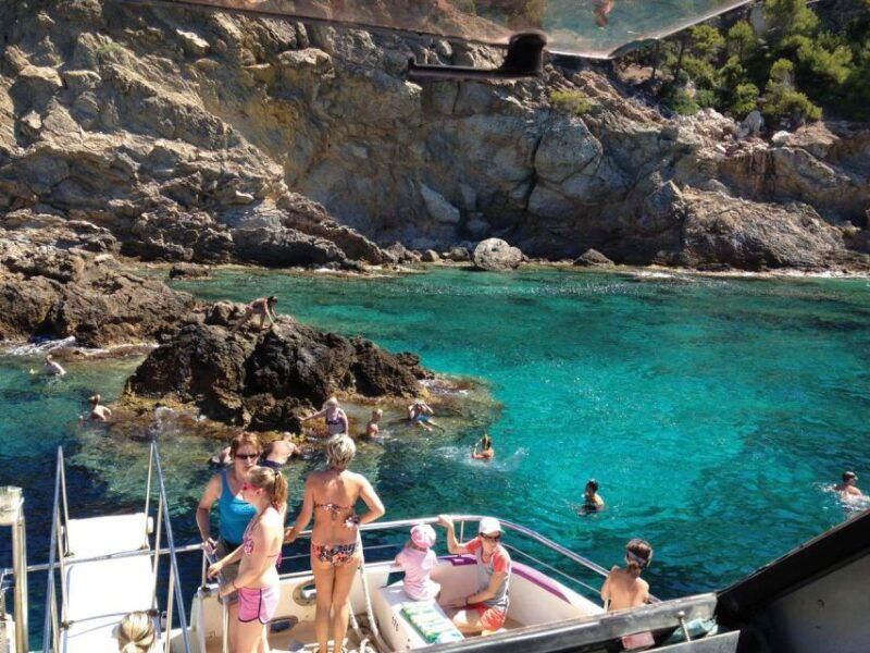 from-palma-3-hour-morning-dolphin-watching-boat-tour