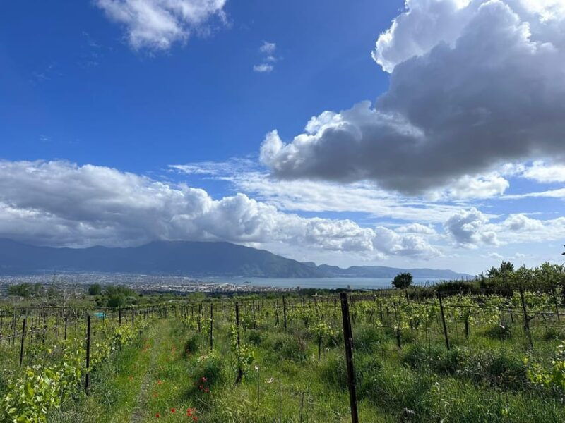 from-pompeii-mount-vesuvius-horseback-riding-tour