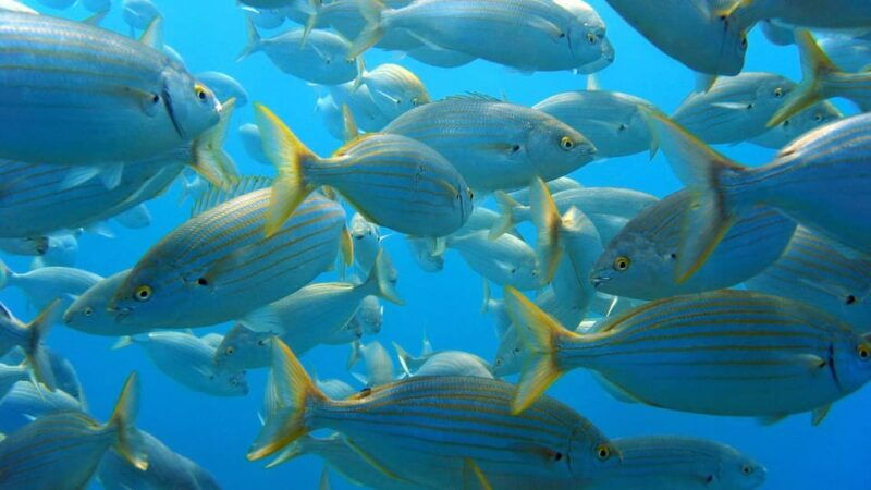 from-san-teodoro-snorkeling-in-tavolara-and-molara