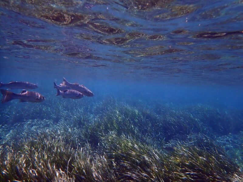 from-santa-pola-snorkel-trip-in-tabarca-island